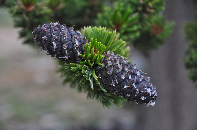 5-year-old cone